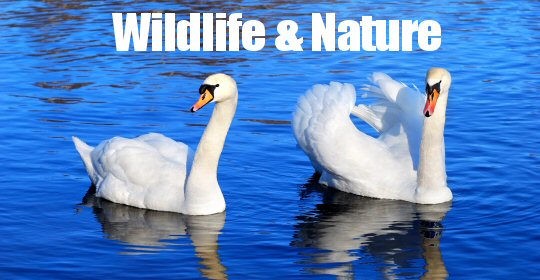 Wildlife & Nature Events in and around The Amber Valley